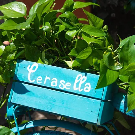 Cerasella Ίσκια