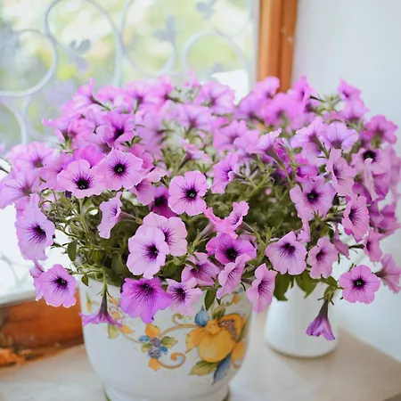 Bed & Breakfast Cerasella 4*